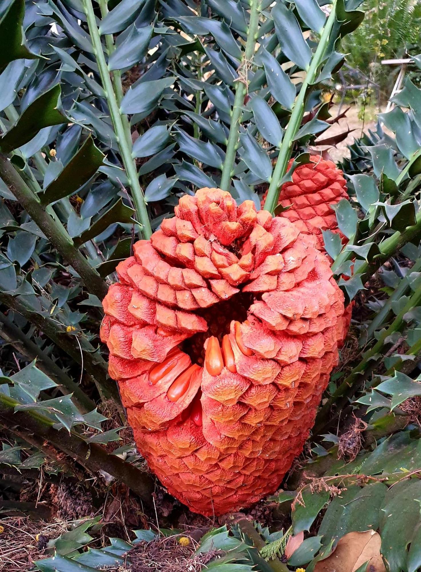 Kiaat Hazyview